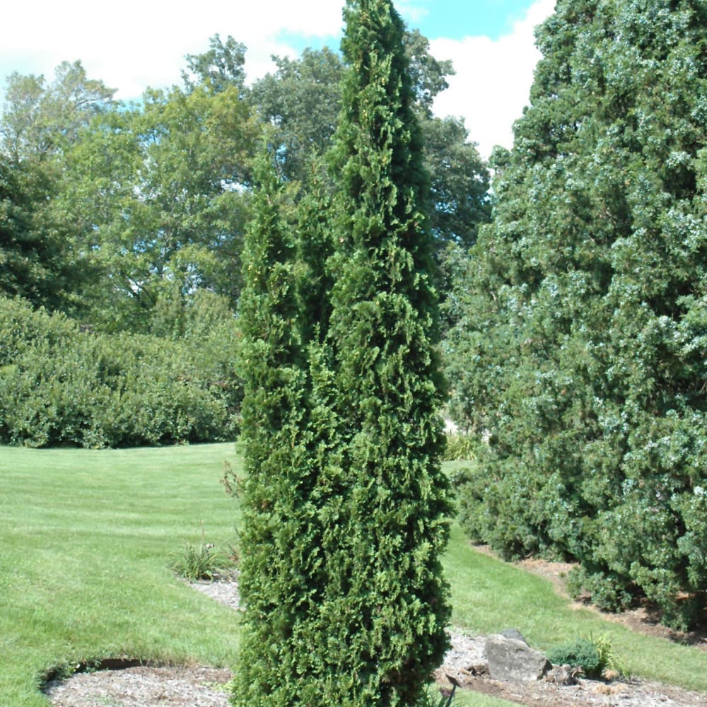 NetPS Plant Finder (www.netpsplantfinder.com)