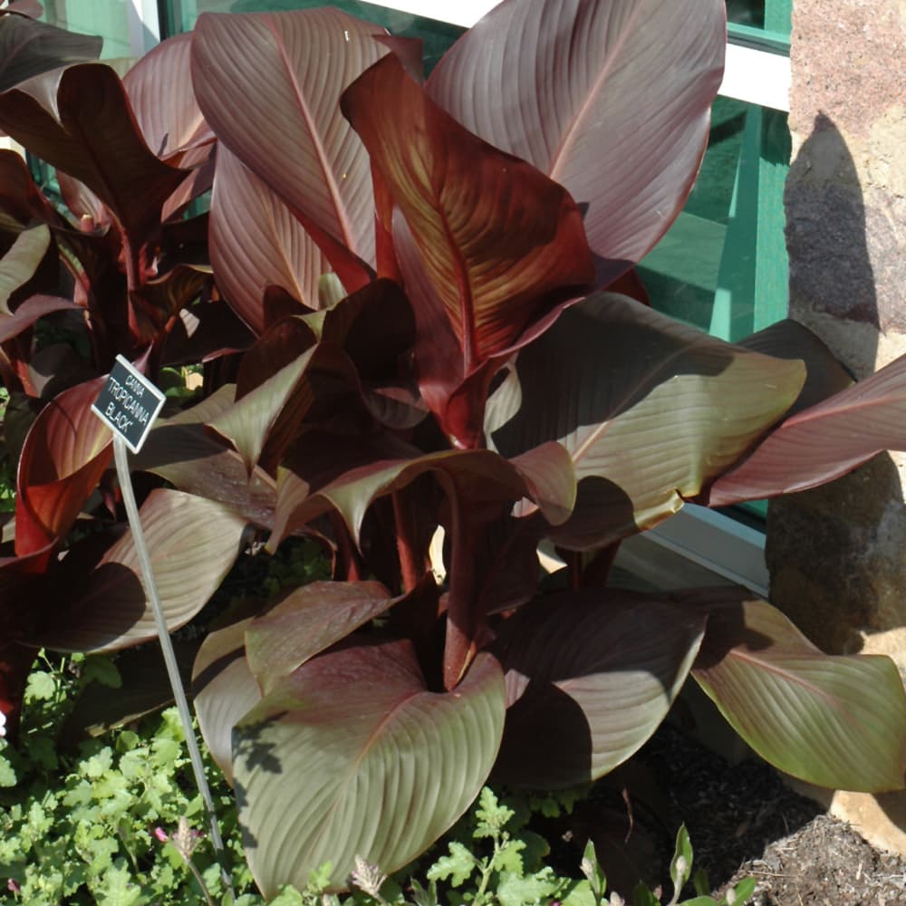 NetPS Plant Finder (www.netpsplantfinder.com)