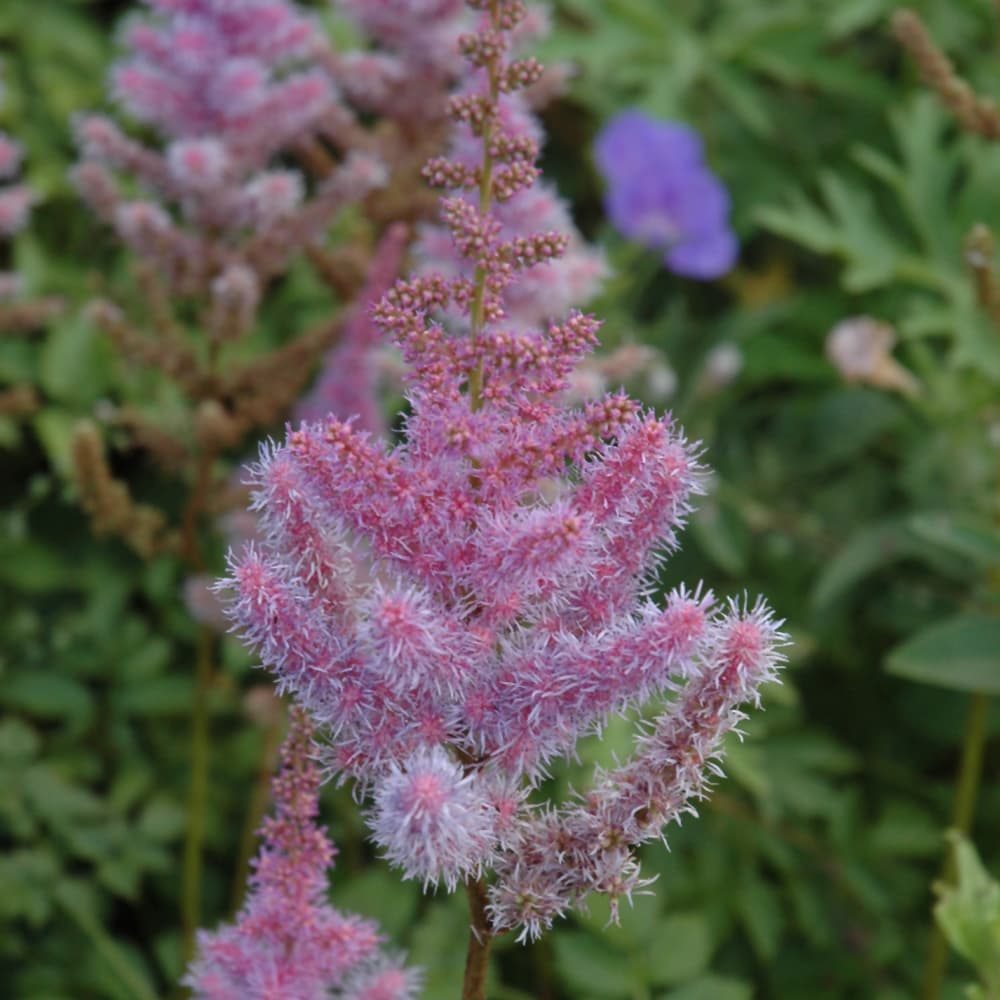 NetPS Plant Finder (www.netpsplantfinder.com)