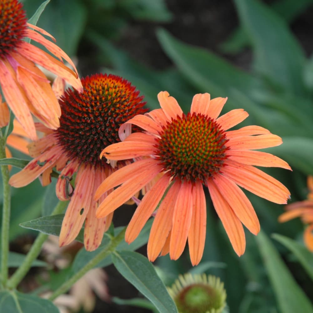 NetPS Plant Finder (www.netpsplantfinder.com)