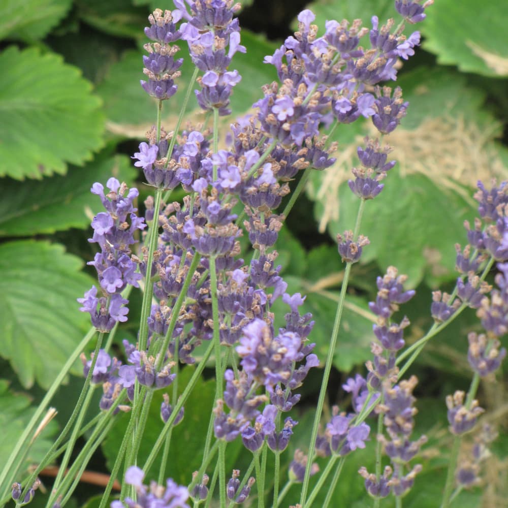 NetPS Plant Finder (www.netpsplantfinder.com)