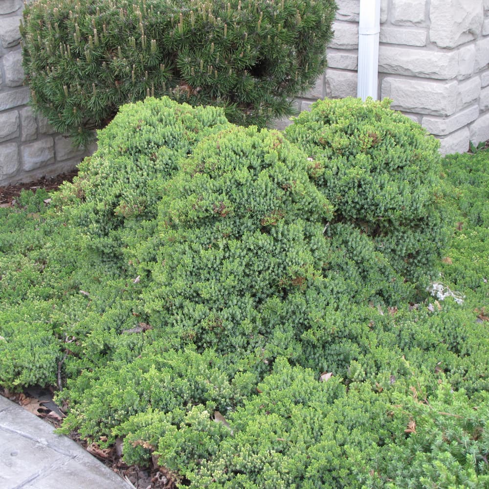 NetPS Plant Finder (www.netpsplantfinder.com)