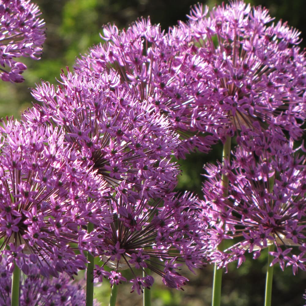 NetPS Plant Finder (www.netpsplantfinder.com)