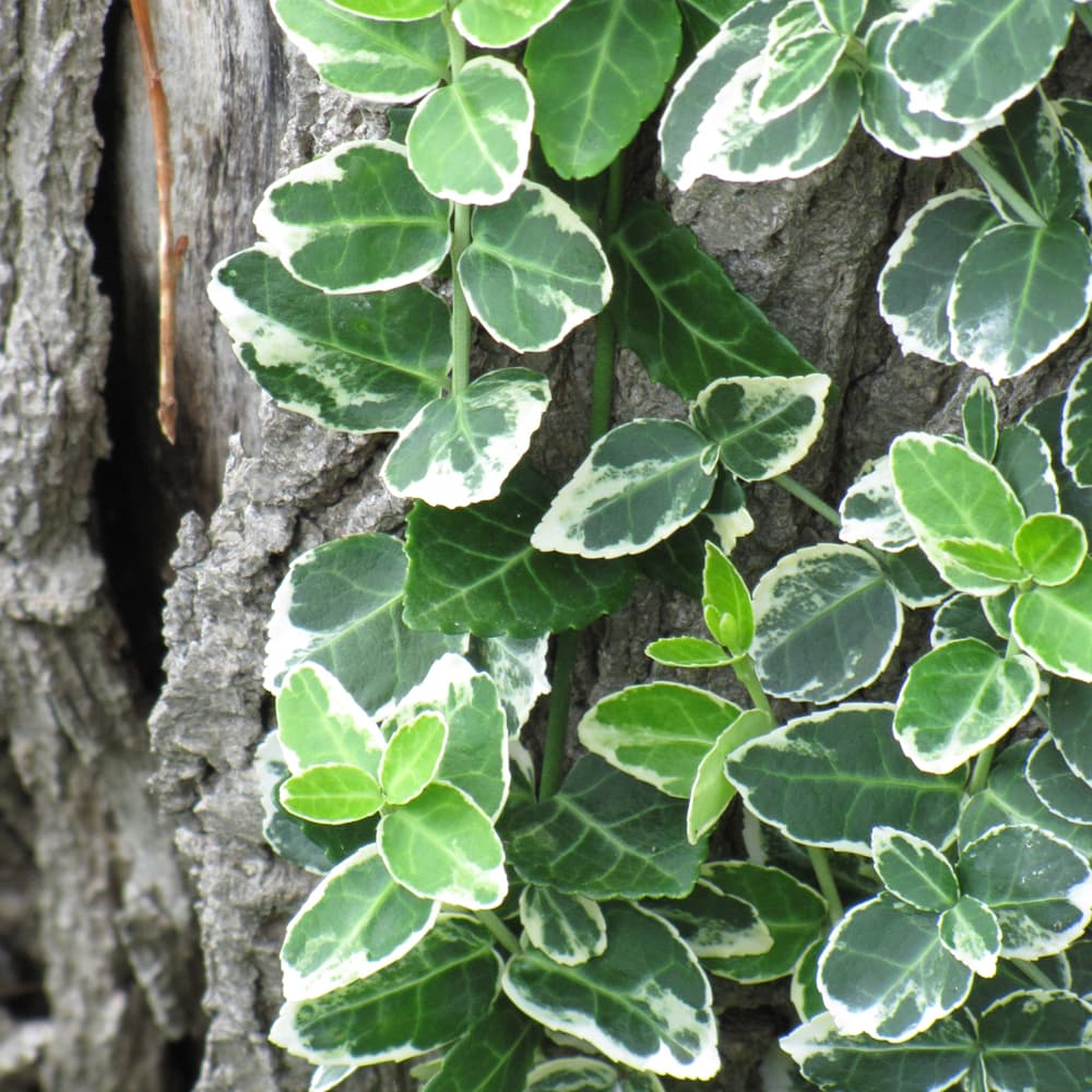 NetPS Plant Finder (www.netpsplantfinder.com)