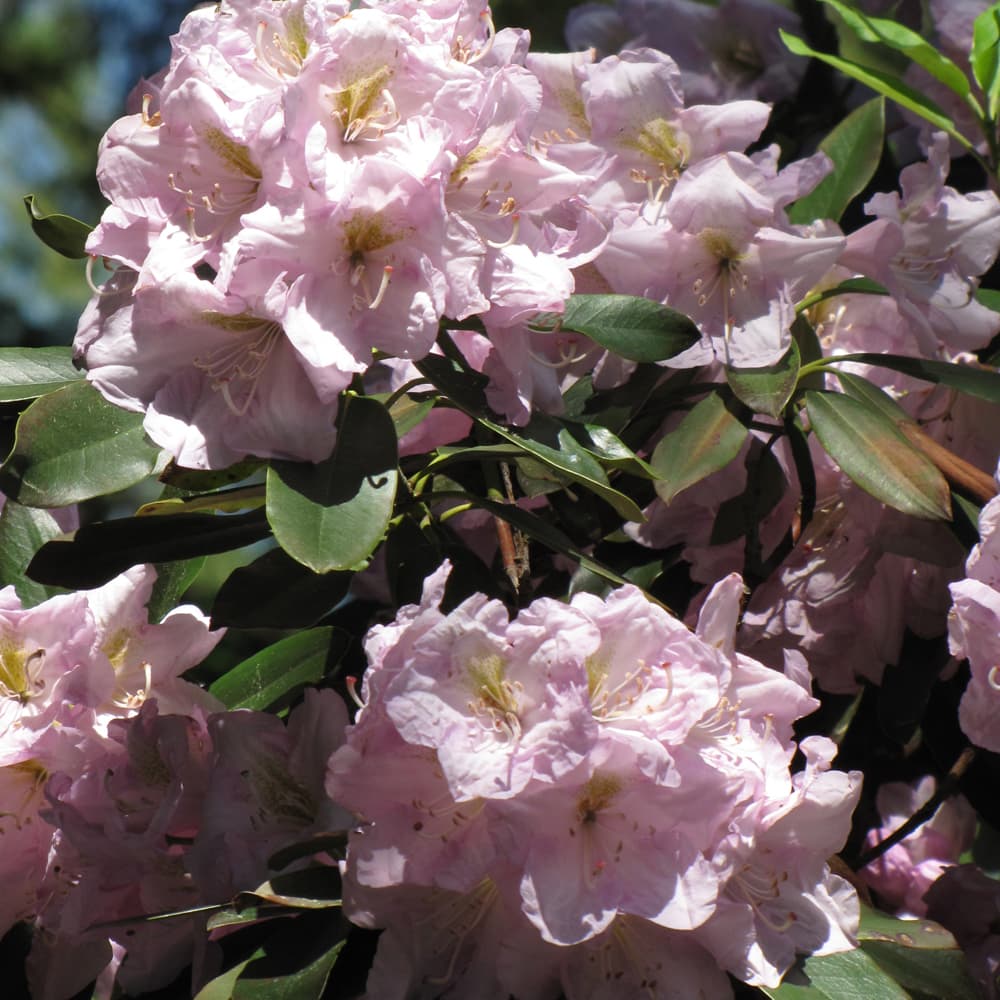 NetPS Plant Finder (www.netpsplantfinder.com)