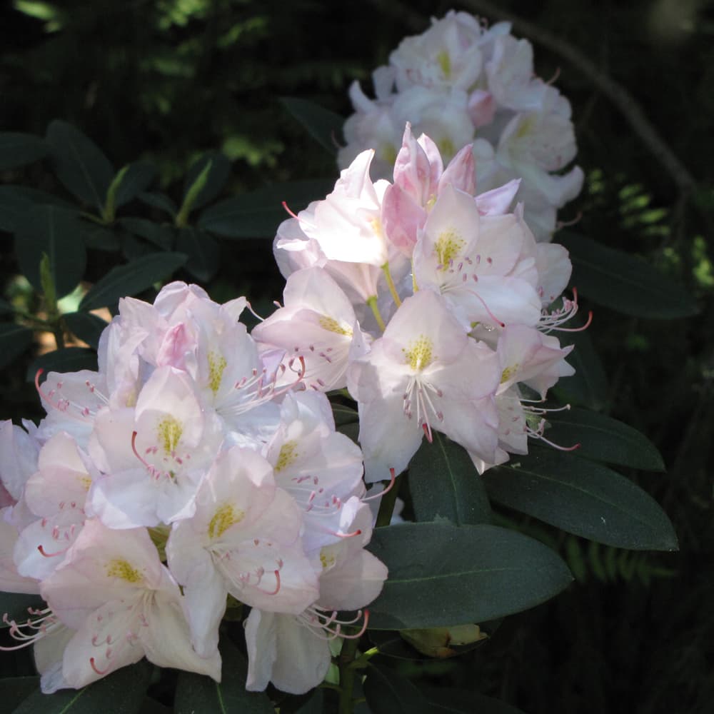 NetPS Plant Finder (www.netpsplantfinder.com)