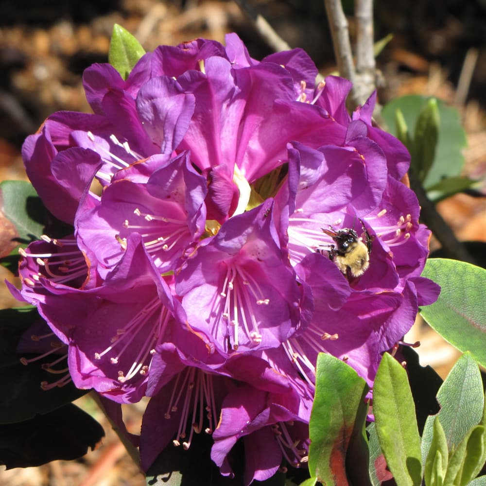 NetPS Plant Finder (www.netpsplantfinder.com)