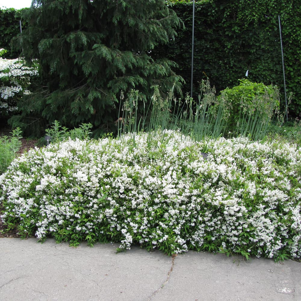 NetPS Plant Finder (www.netpsplantfinder.com)