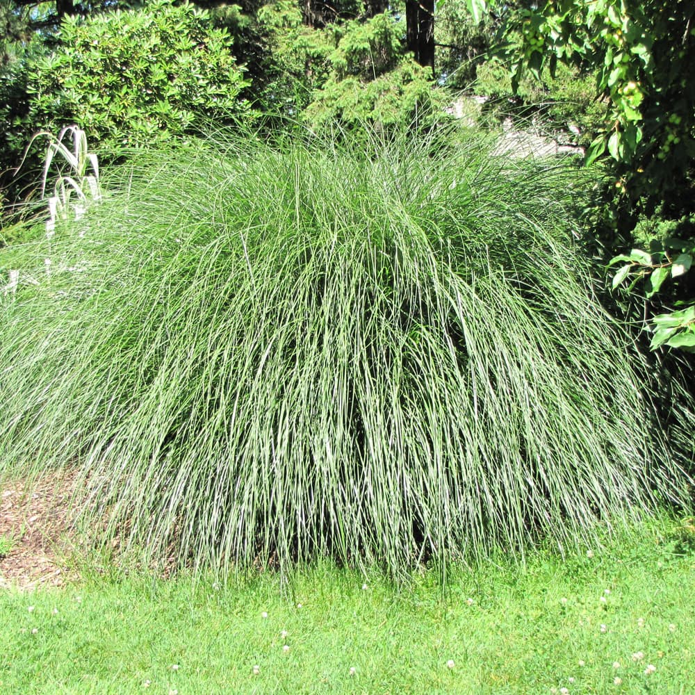 NetPS Plant Finder (www.netpsplantfinder.com)