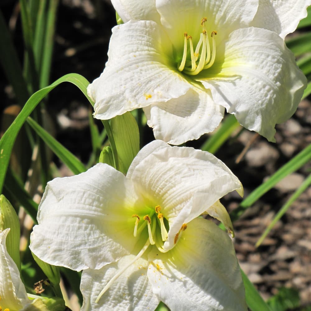 NetPS Plant Finder (www.netpsplantfinder.com)