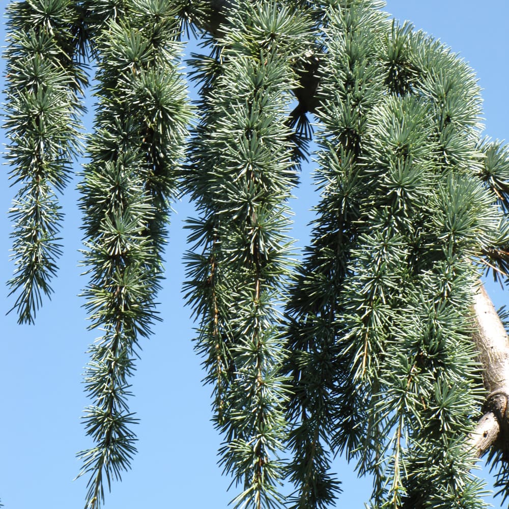 NetPS Plant Finder (www.netpsplantfinder.com)