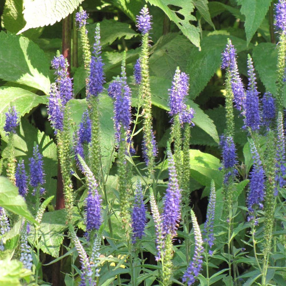 NetPS Plant Finder (www.netpsplantfinder.com)