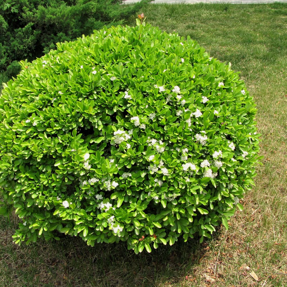 NetPS Plant Finder (www.netpsplantfinder.com)