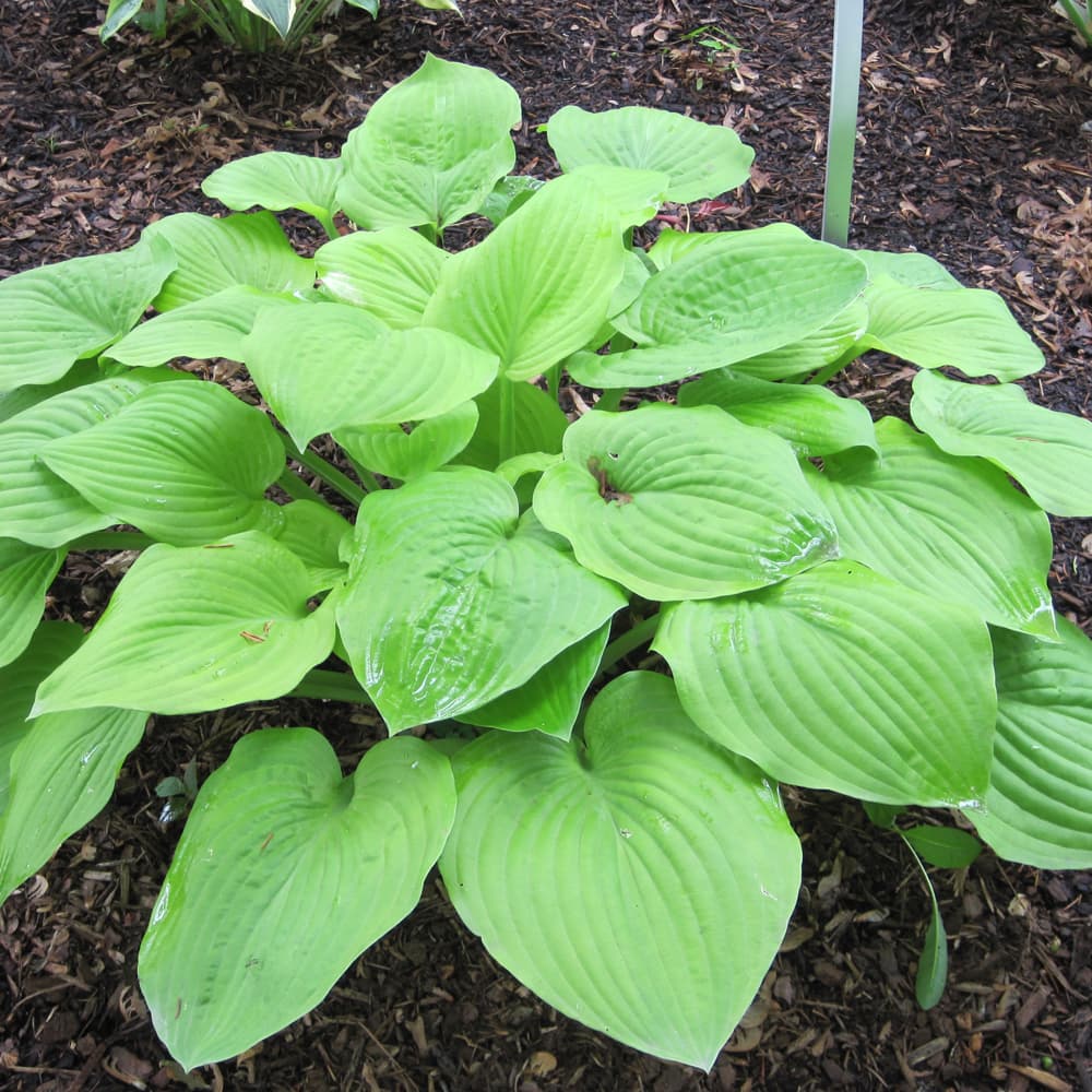 NetPS Plant Finder (www.netpsplantfinder.com)