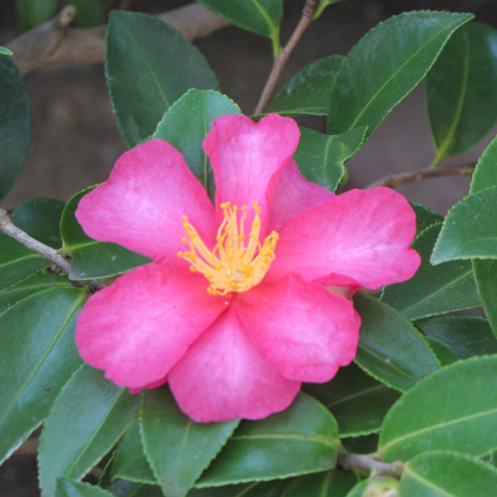 NetPS Plant Finder (www.netpsplantfinder.com)