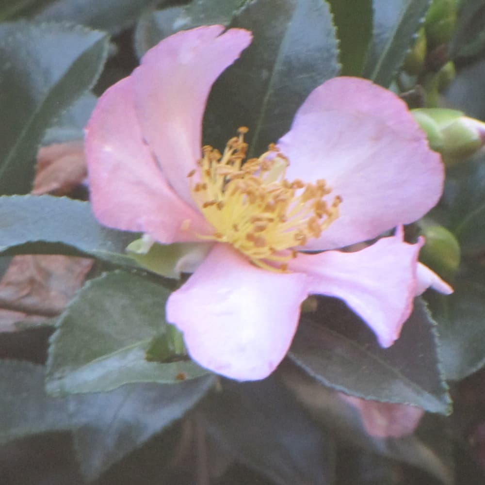 NetPS Plant Finder (www.netpsplantfinder.com)