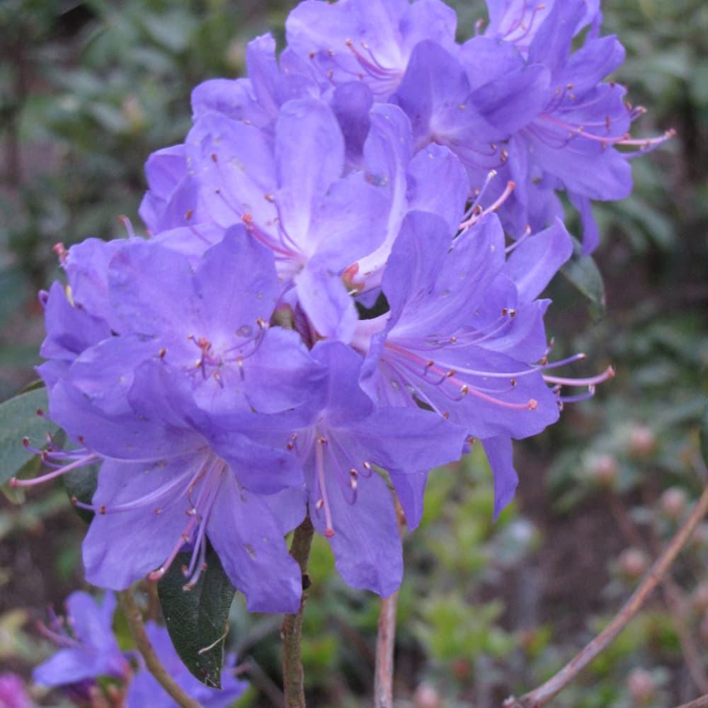 NetPS Plant Finder (www.netpsplantfinder.com)