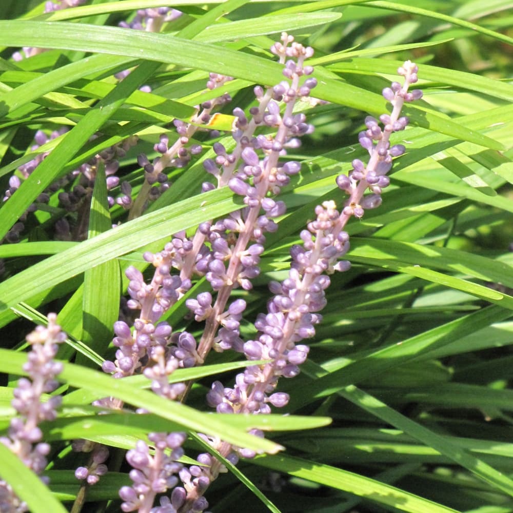 NetPS Plant Finder (www.netpsplantfinder.com)