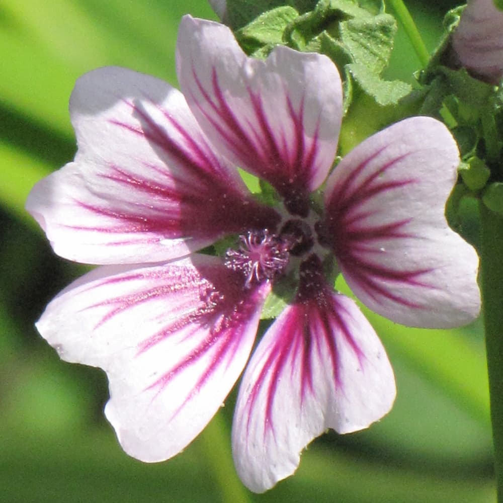 NetPS Plant Finder (www.netpsplantfinder.com)