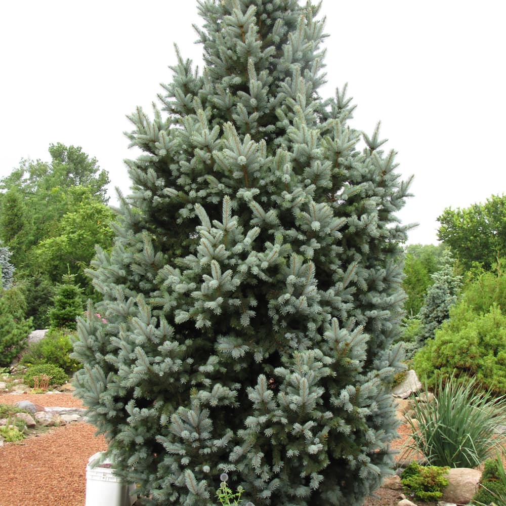 NetPS Plant Finder (www.netpsplantfinder.com)