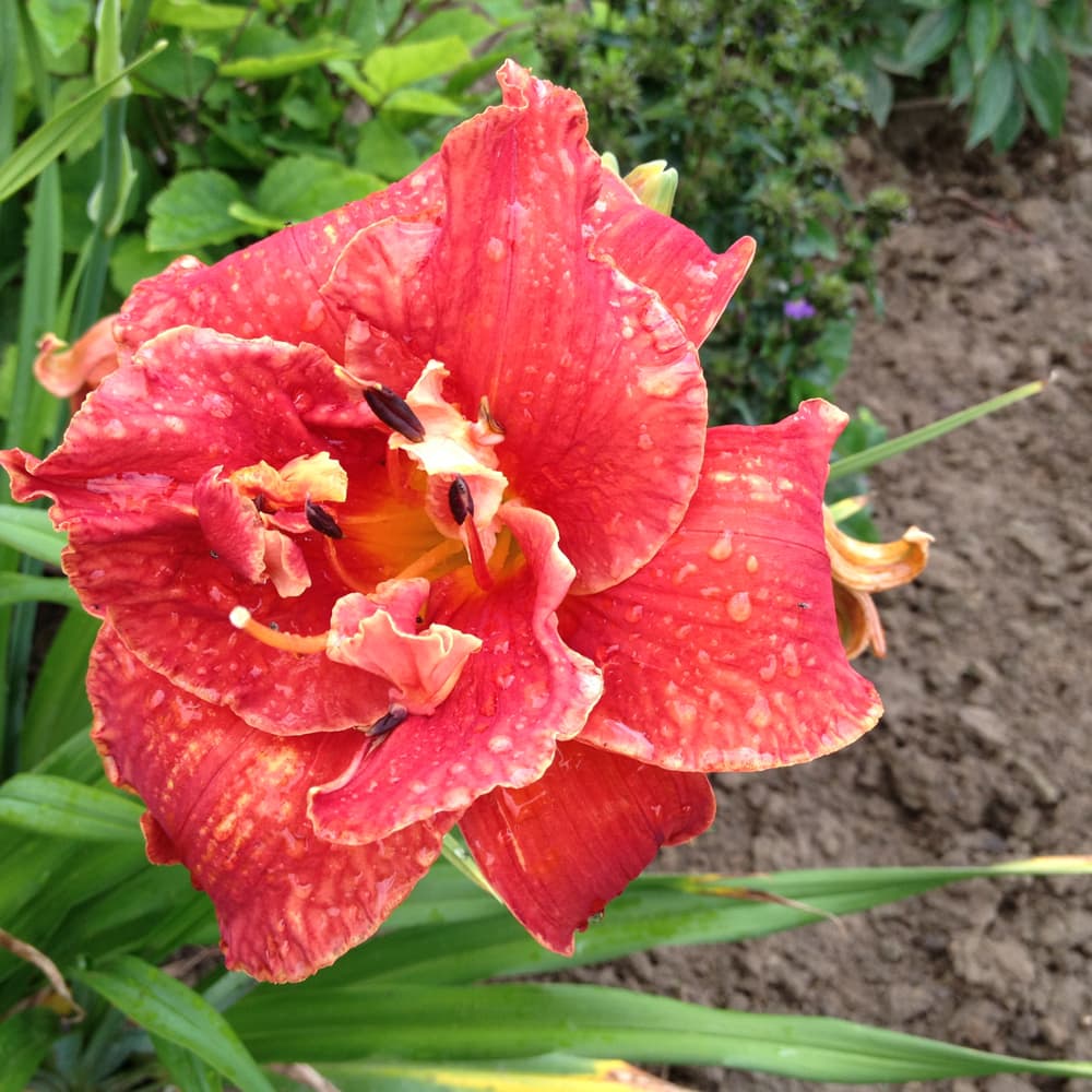 NetPS Plant Finder (www.netpsplantfinder.com)