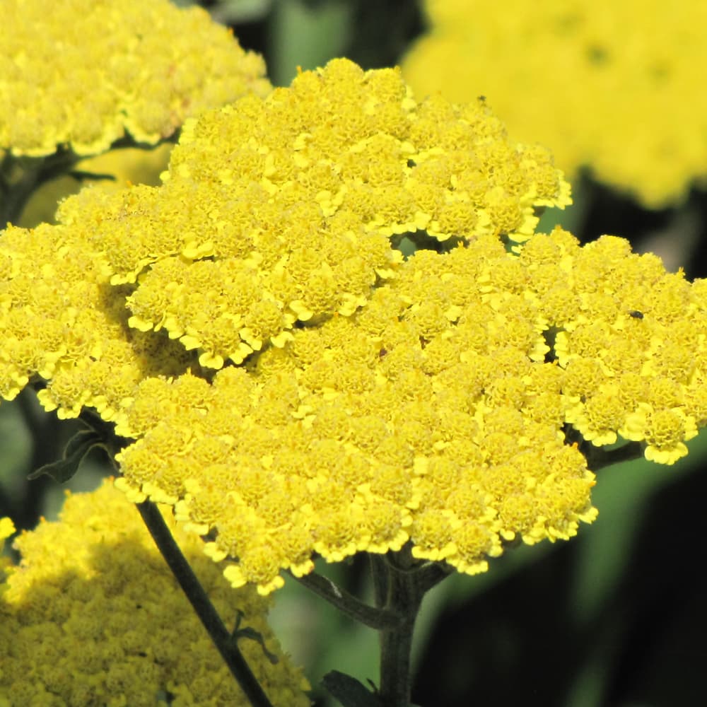 NetPS Plant Finder (www.netpsplantfinder.com)
