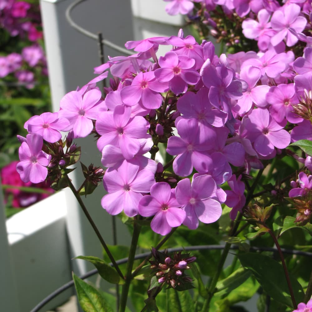 NetPS Plant Finder (www.netpsplantfinder.com)