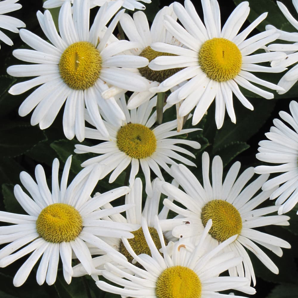 NetPS Plant Finder (www.netpsplantfinder.com)