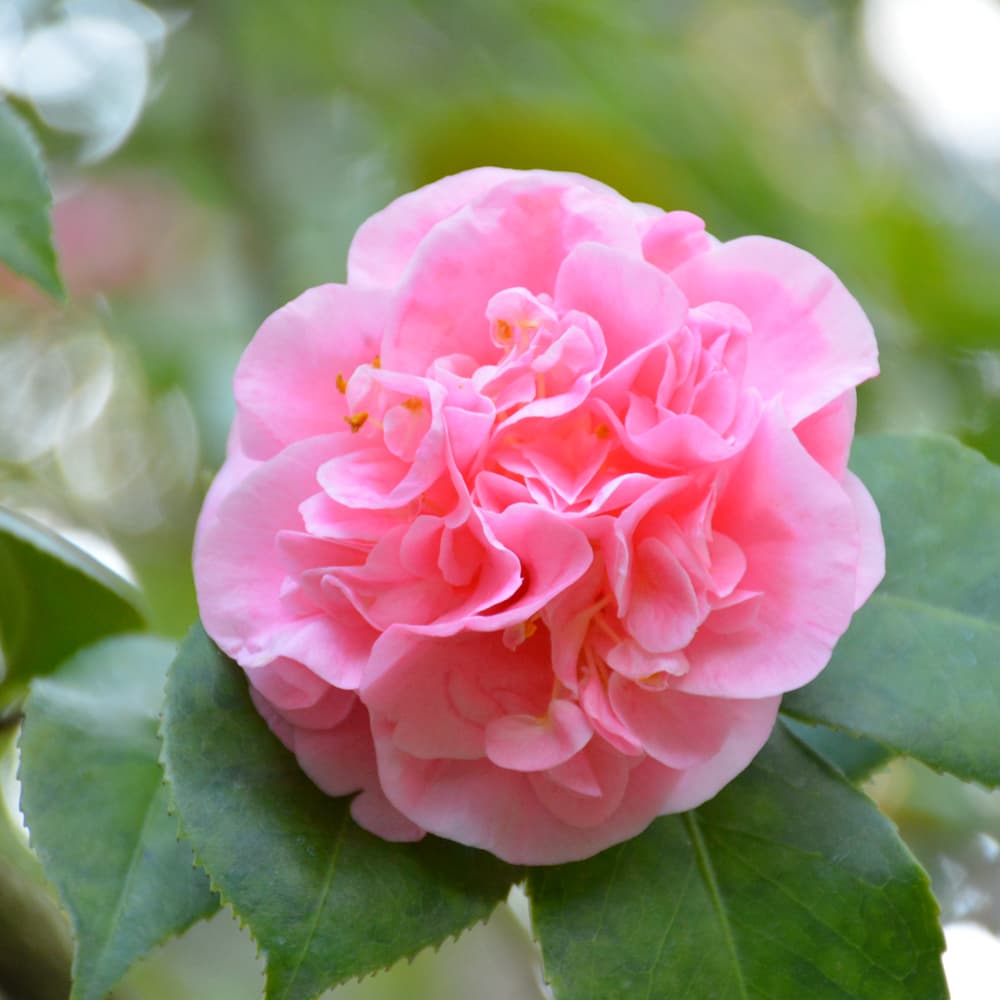 NetPS Plant Finder (www.netpsplantfinder.com)