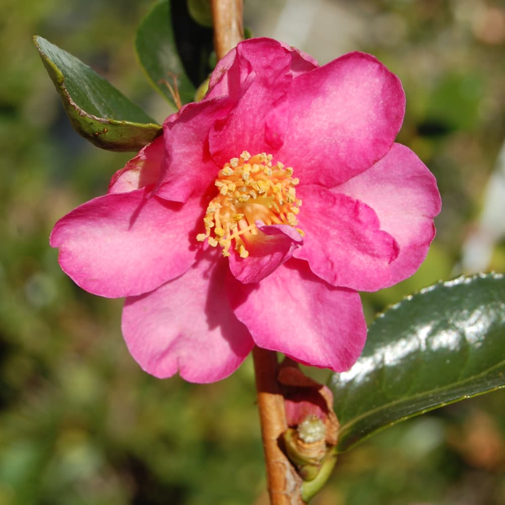 NetPS Plant Finder (www.netpsplantfinder.com)