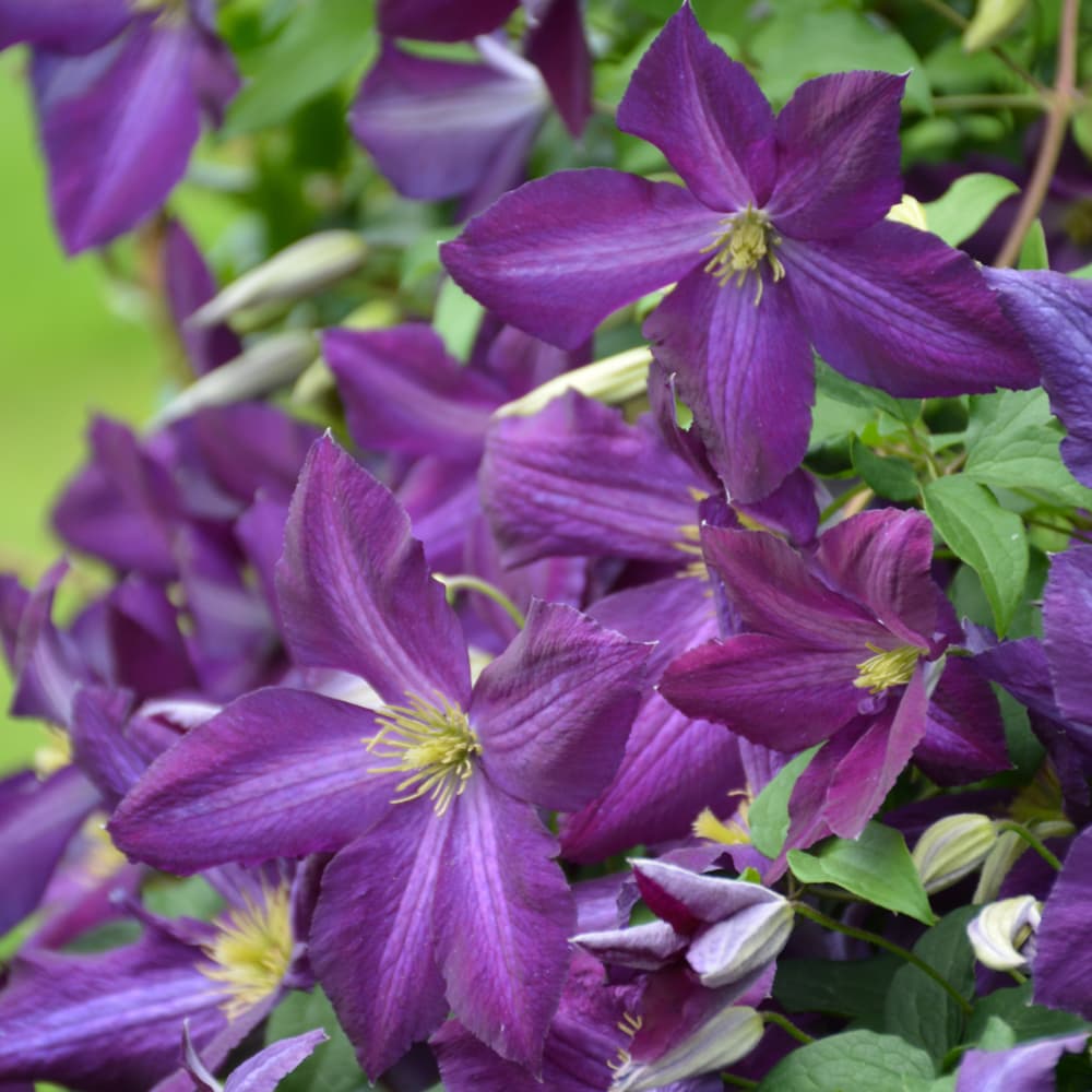NetPS Plant Finder (www.netpsplantfinder.com)