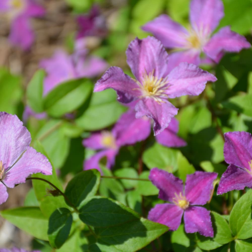 NetPS Plant Finder (www.netpsplantfinder.com)