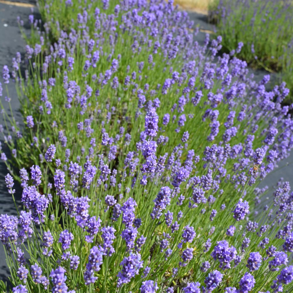 NetPS Plant Finder (www.netpsplantfinder.com)