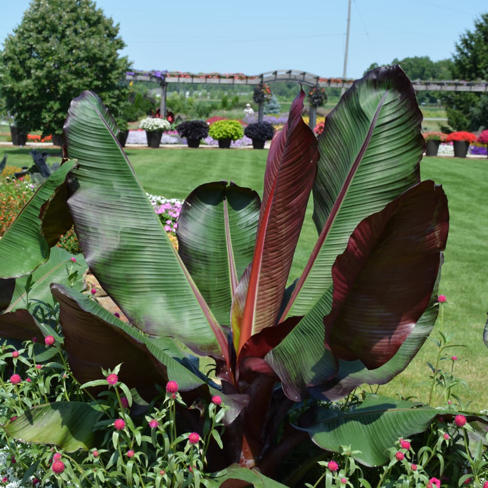 NetPS Plant Finder (www.netpsplantfinder.com)