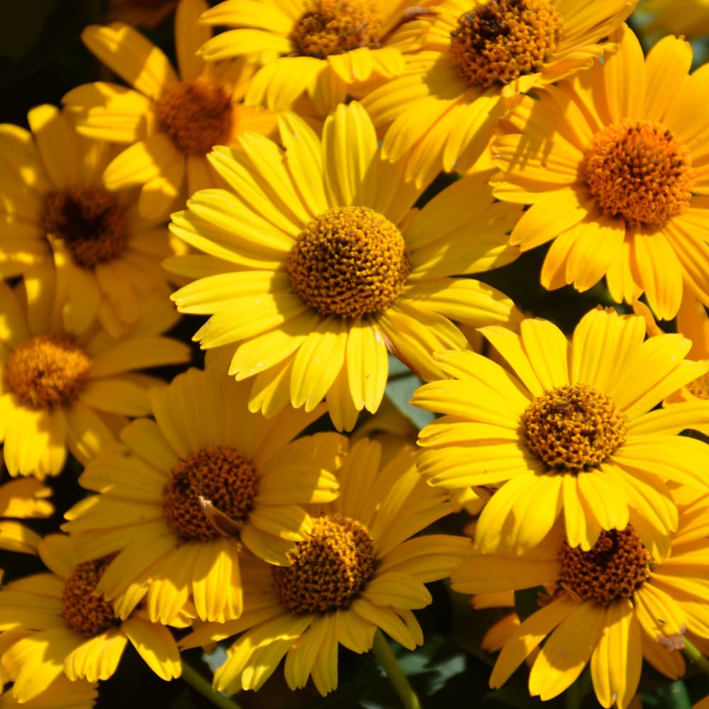 NetPS Plant Finder (www.netpsplantfinder.com)