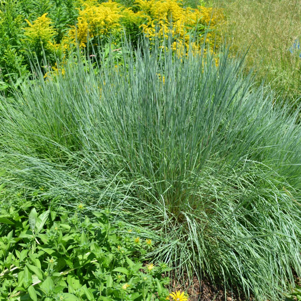NetPS Plant Finder (www.netpsplantfinder.com)