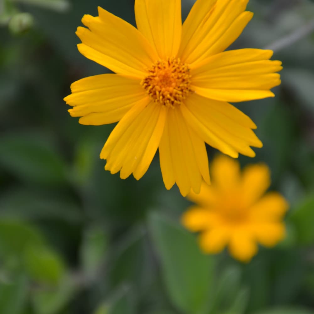 NetPS Plant Finder (www.netpsplantfinder.com)