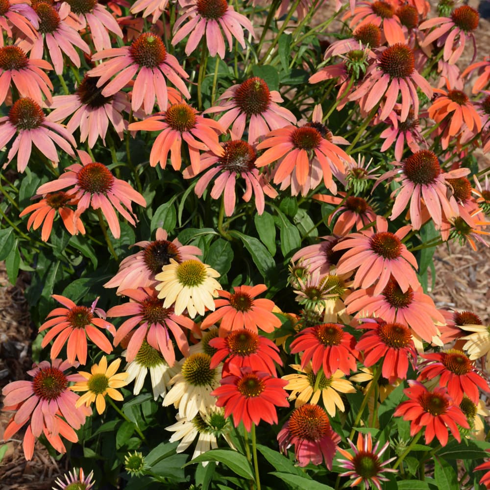 NetPS Plant Finder (www.netpsplantfinder.com)
