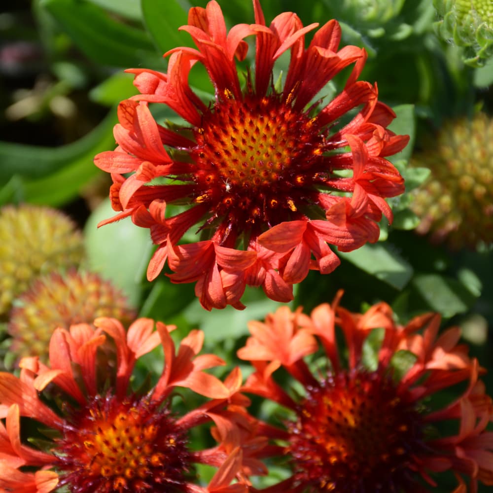 NetPS Plant Finder (www.netpsplantfinder.com)