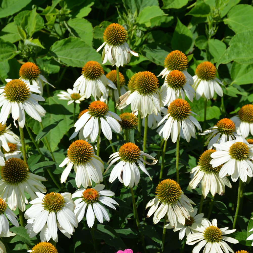 NetPS Plant Finder (www.netpsplantfinder.com)