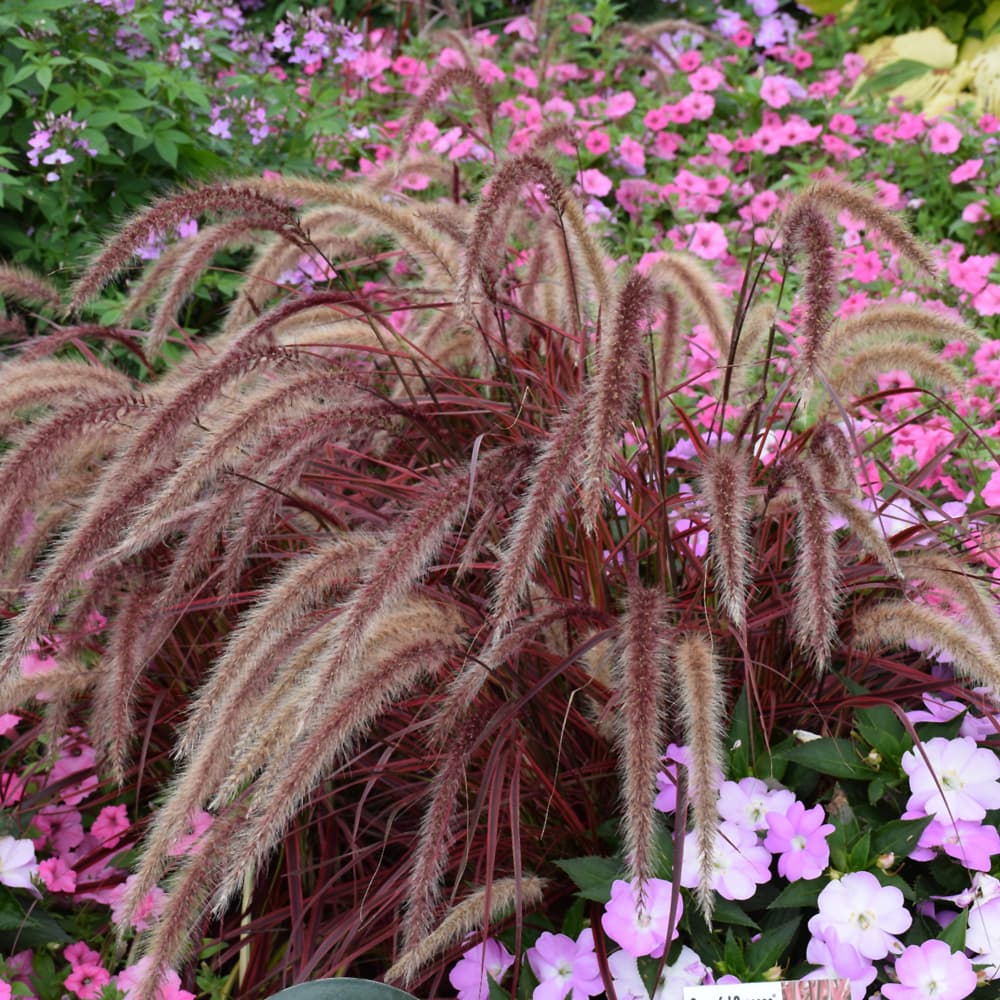 NetPS Plant Finder (www.netpsplantfinder.com)