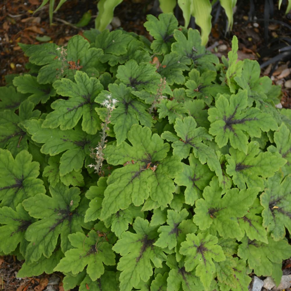 NetPS Plant Finder (www.netpsplantfinder.com)