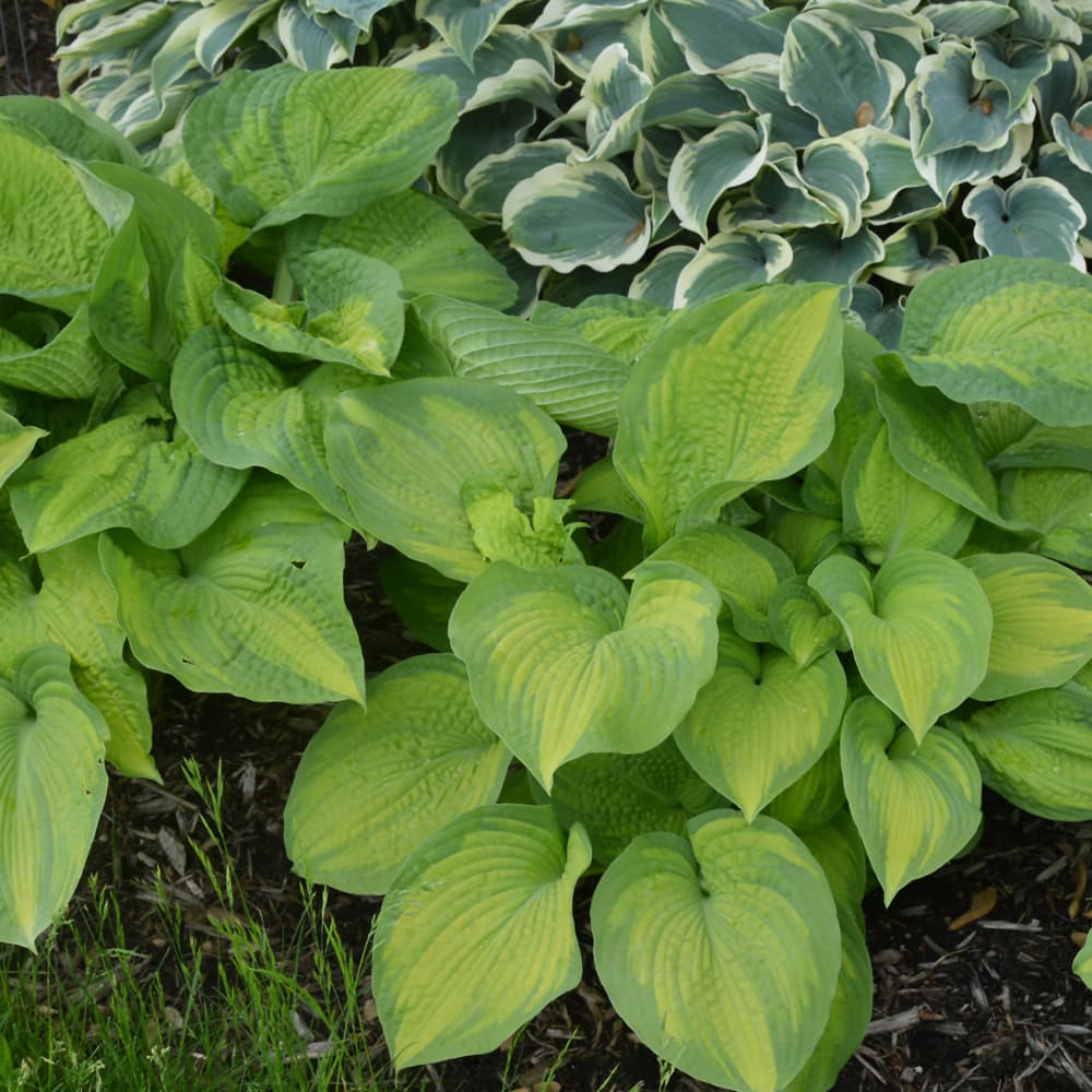 NetPS Plant Finder (www.netpsplantfinder.com)