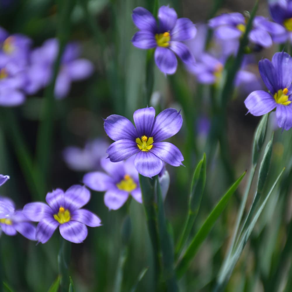 NetPS Plant Finder (www.netpsplantfinder.com)