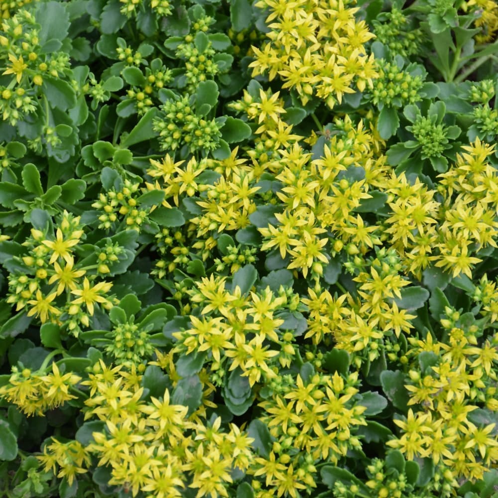 NetPS Plant Finder (www.netpsplantfinder.com)