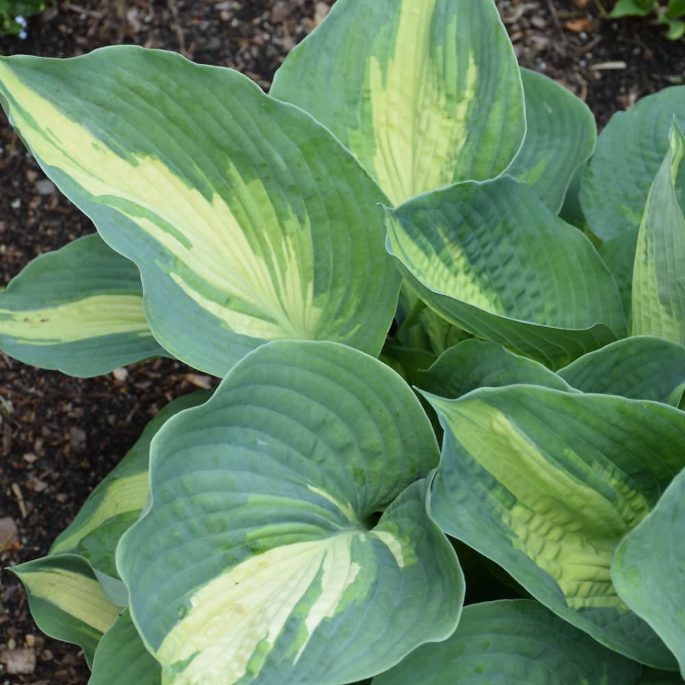 NetPS Plant Finder (www.netpsplantfinder.com)