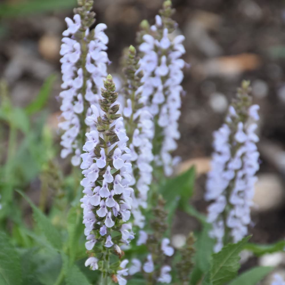 NetPS Plant Finder (www.netpsplantfinder.com)