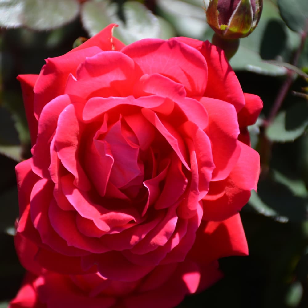 NetPS Plant Finder (www.netpsplantfinder.com)