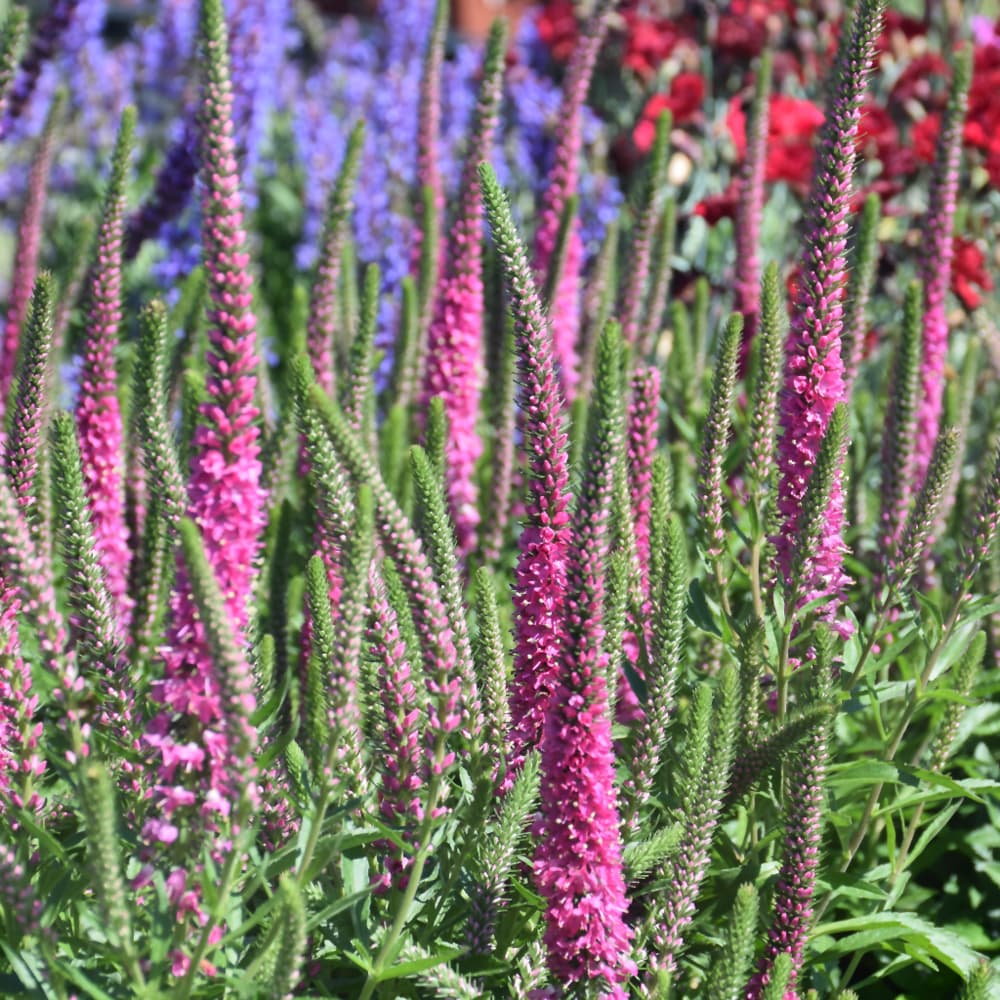 NetPS Plant Finder (www.netpsplantfinder.com)