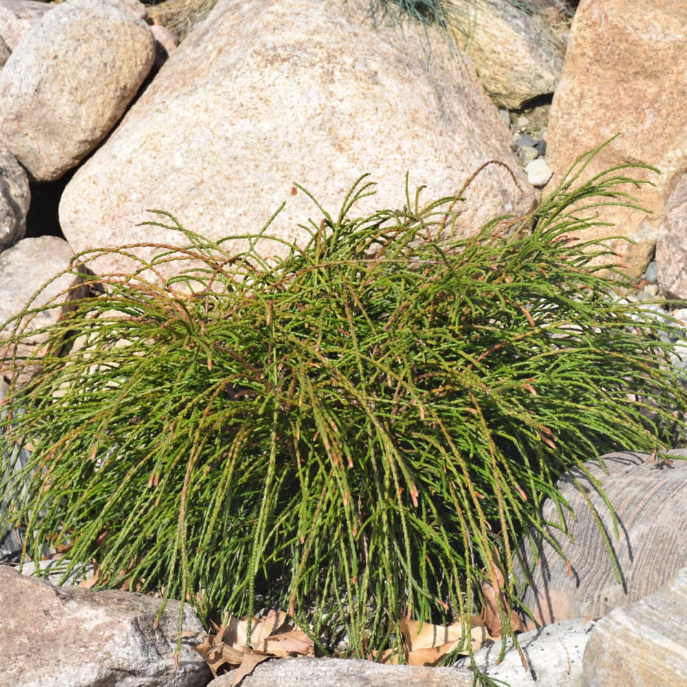 NetPS Plant Finder (www.netpsplantfinder.com)